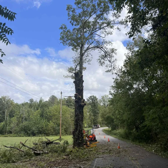 Commercial Tree Service 1