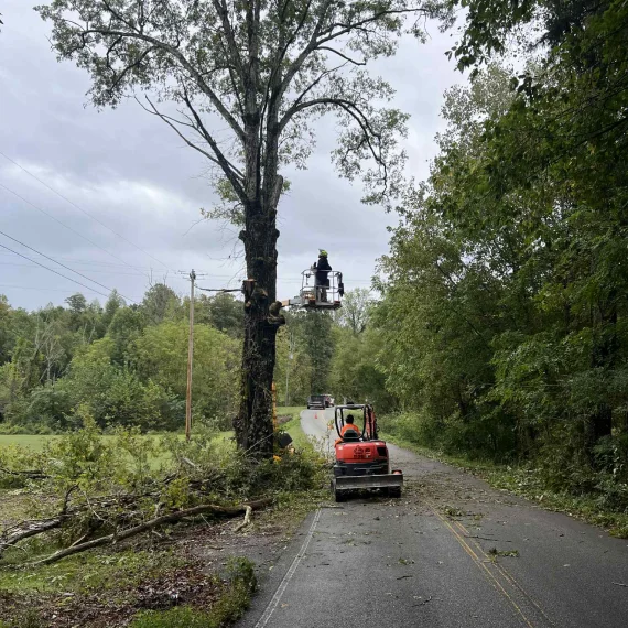 Commercial Tree Service