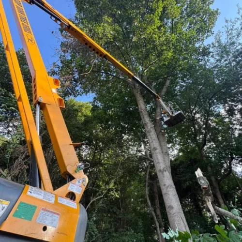 Crane Assisted Tree Removal 1