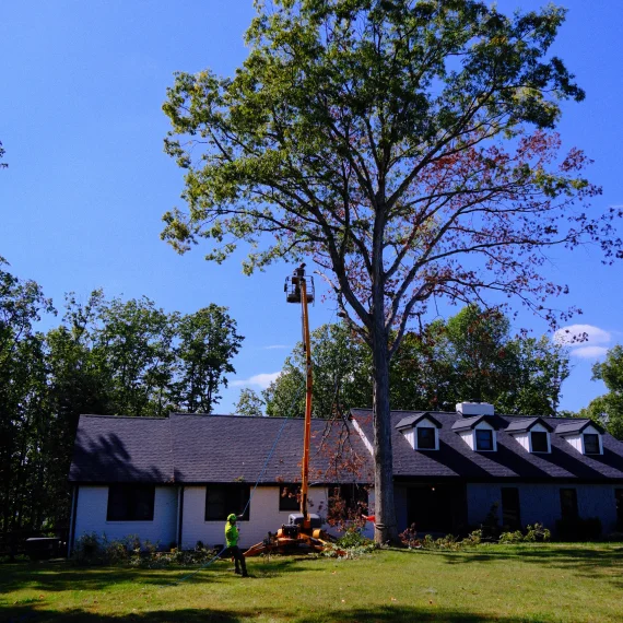 Tree Removal 1